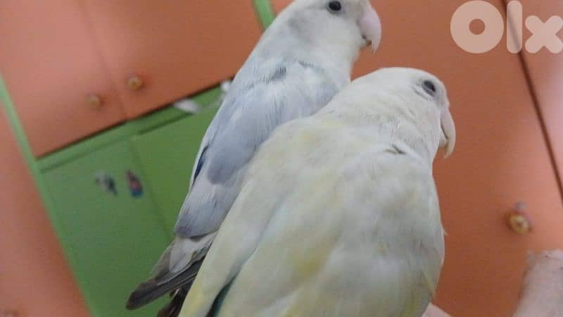 بيروت الحمرا 4