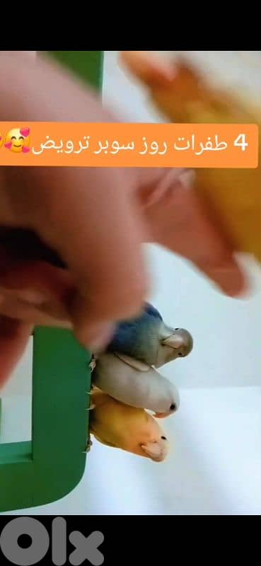 بيروت الحمرا 13