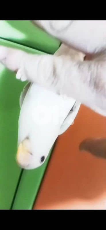 بيروت الحمرا 15