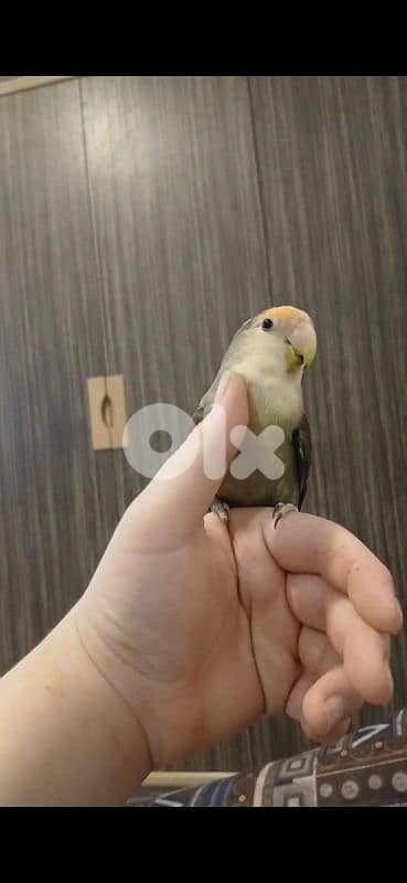 بيروت الحمرا 19