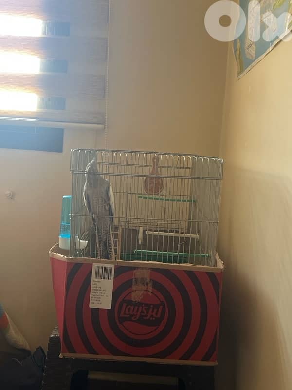 cockatiel حبشي 0
