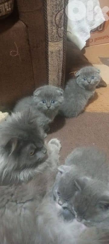 scottish fold kitten 0