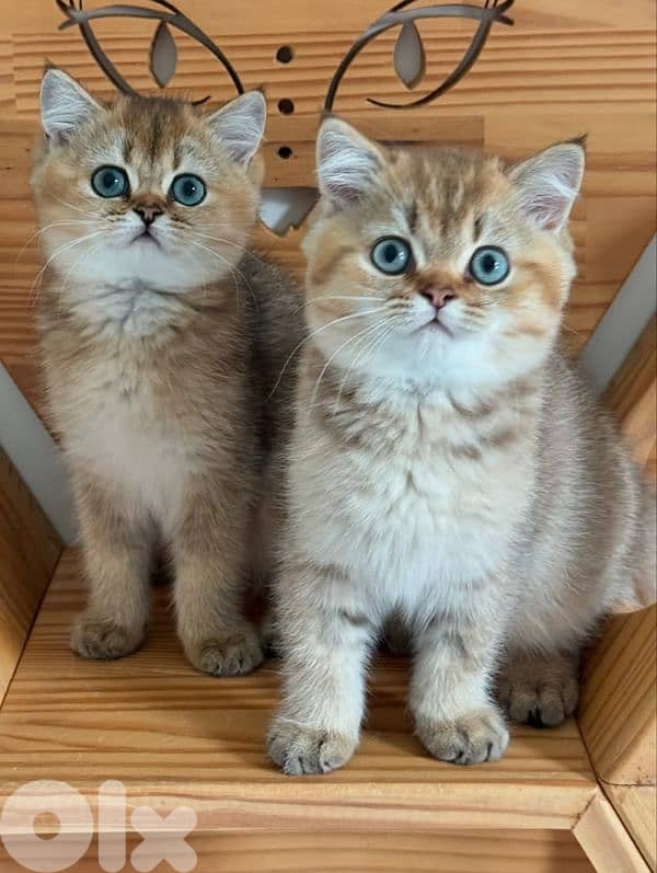 British Shorthair [ Golden Chinchilla ] cat قطط 0