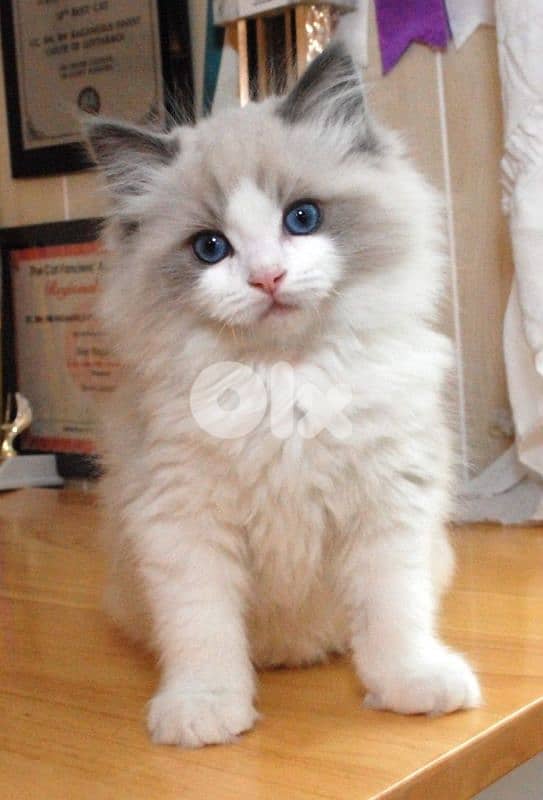 Ragdoll Kitten [cat قطط] 0