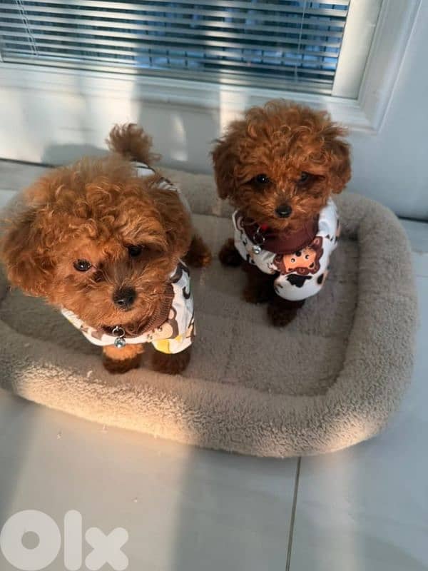 Toy Poodle Puppies Available /Dog/كلاب/Imported/ Delivery 0