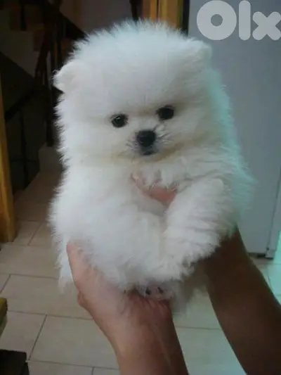 Pomeranian male and female full white 70993656