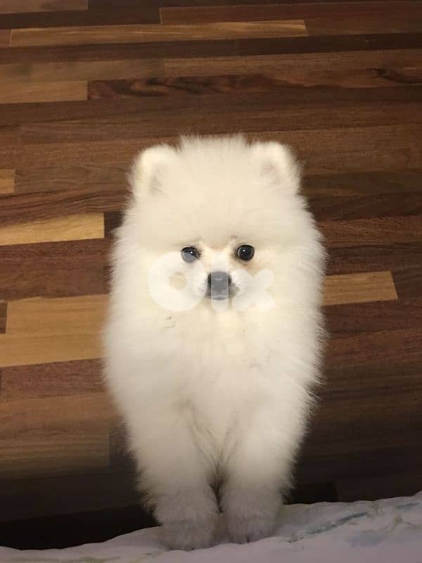 Pomeranian male and female full white 70993656 1
