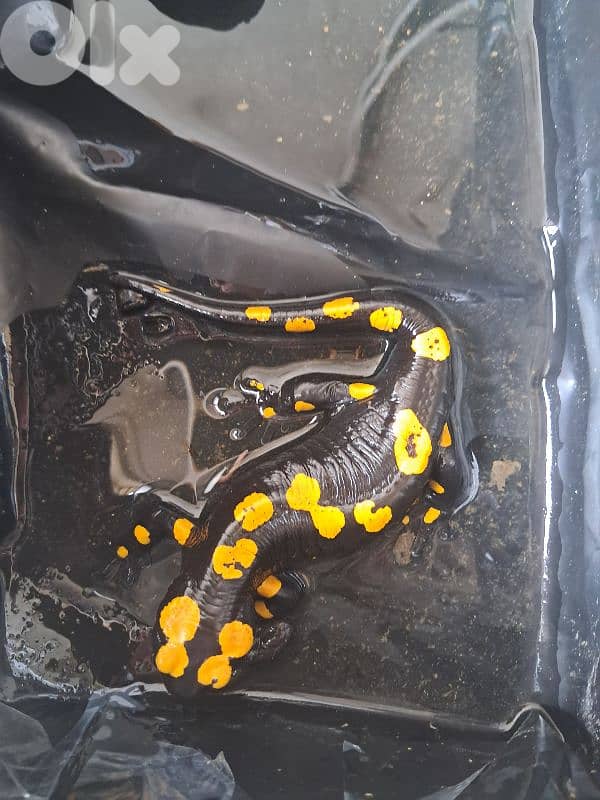 female fire salamander 0