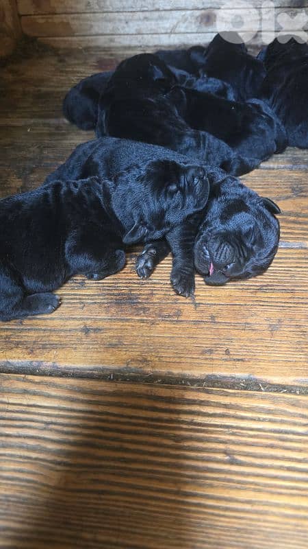 cane corso 0