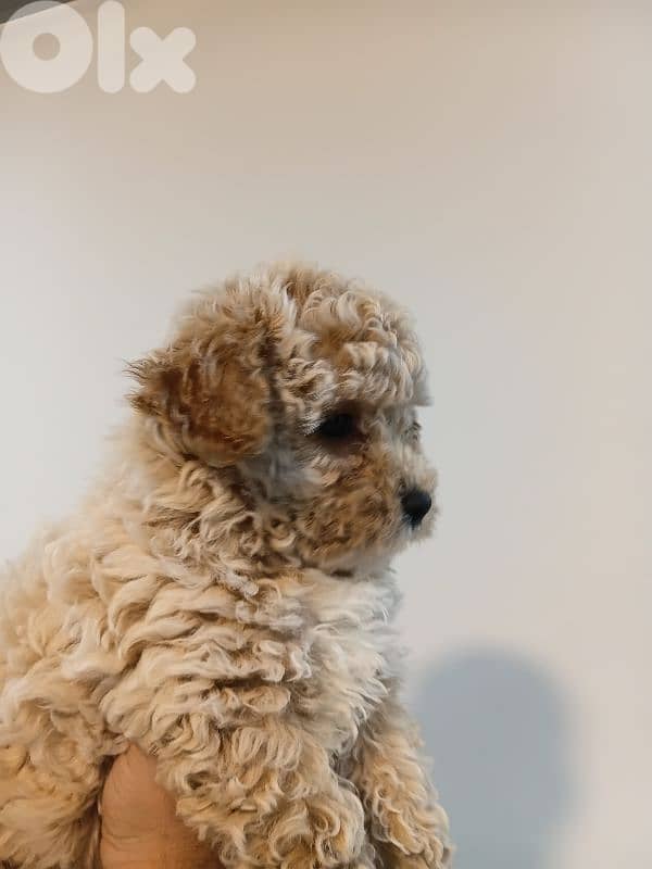 Maltipoo female for sale 0