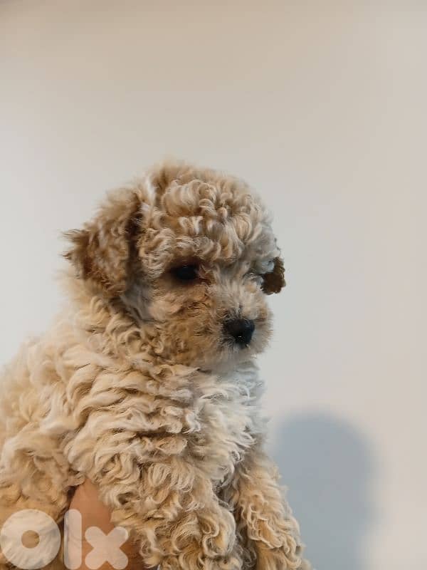 Maltipoo female for sale 1
