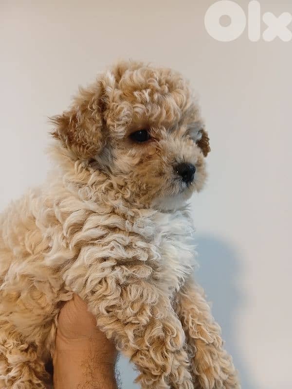 Maltipoo female for sale 5
