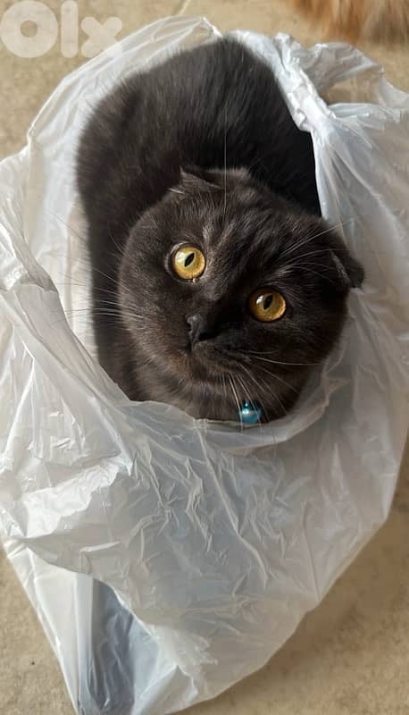 Scottish Fold Male Cat 0