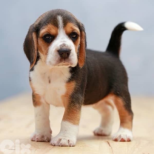 beagle 0