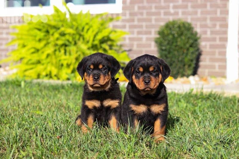 Premium Breed - Rottweiler Puppies | dog كلاب 0