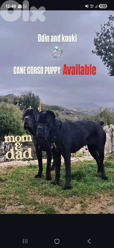 italian cane corso