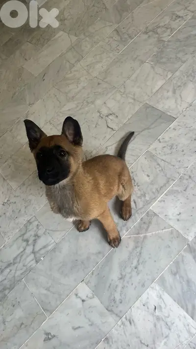 Malinois