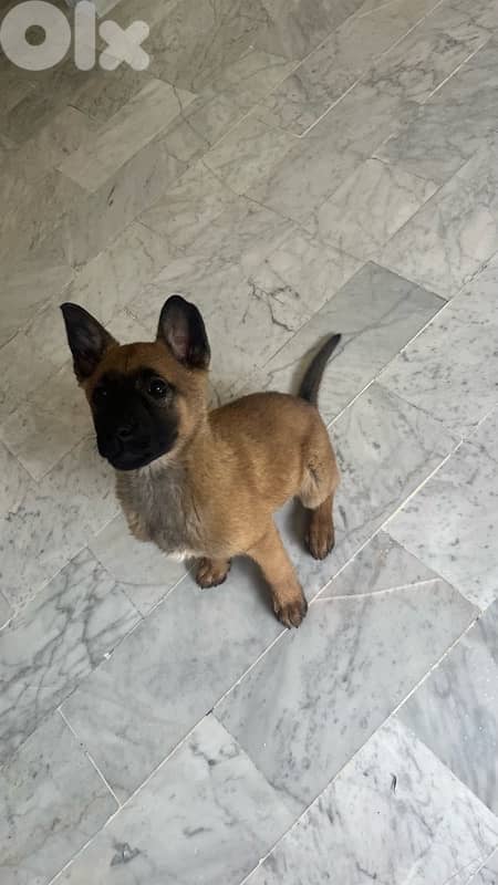 Malinois 0