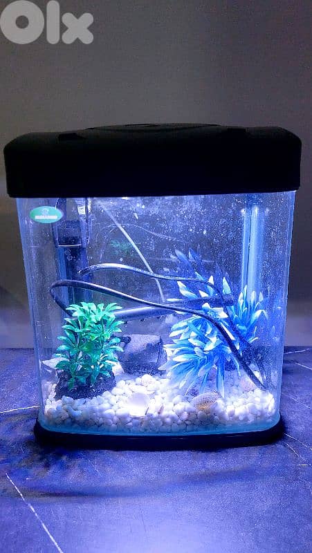 Fish Aquarium 0