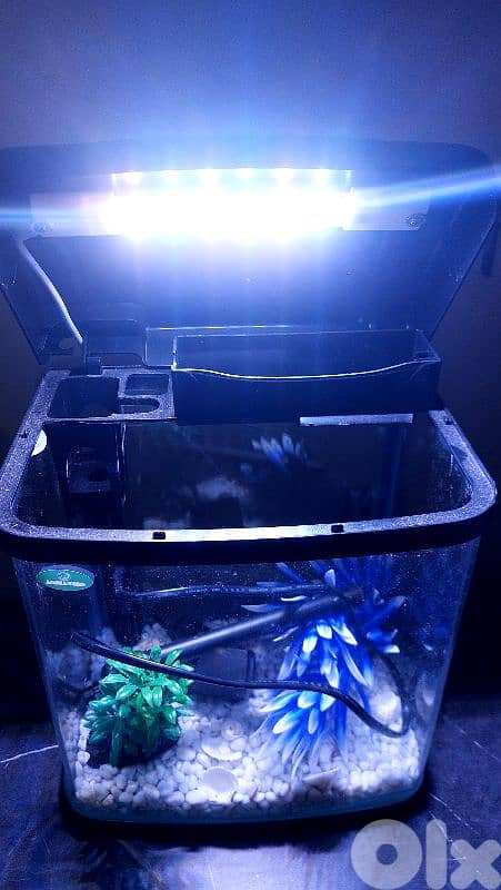 Fish Aquarium 1