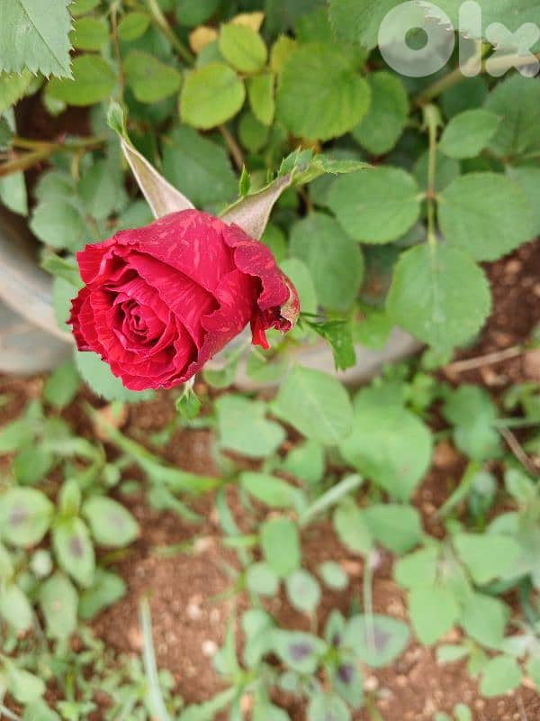 بعلبك 3