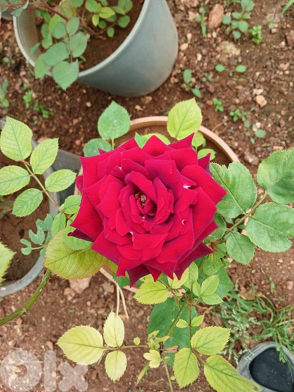 بعلبك 9