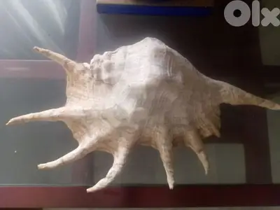 Spiny murex high 40 cm