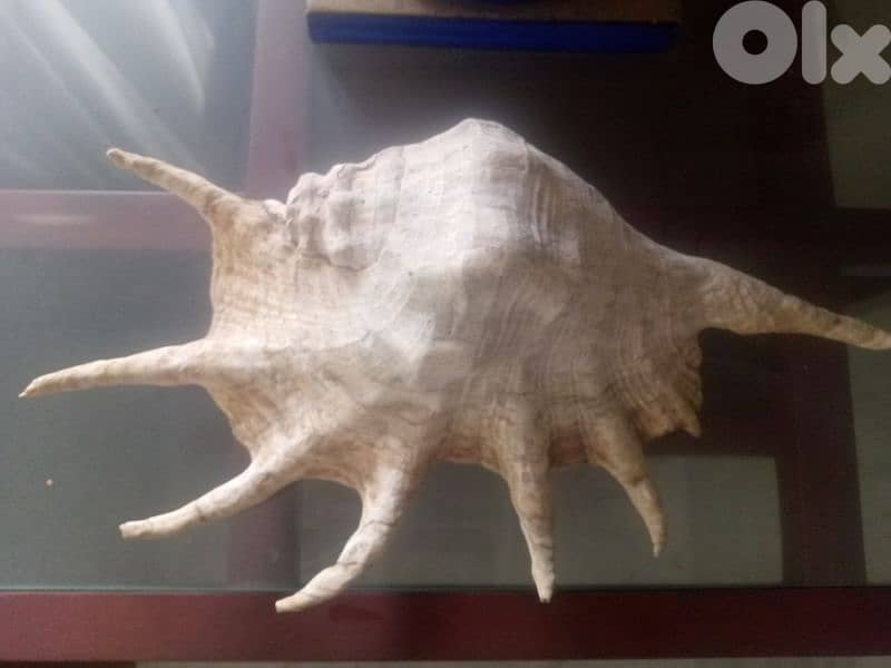 Spiny murex high 40 cm 0