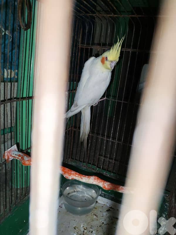 Karawan 0
