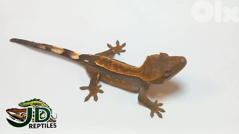 crested GECKO flame 0