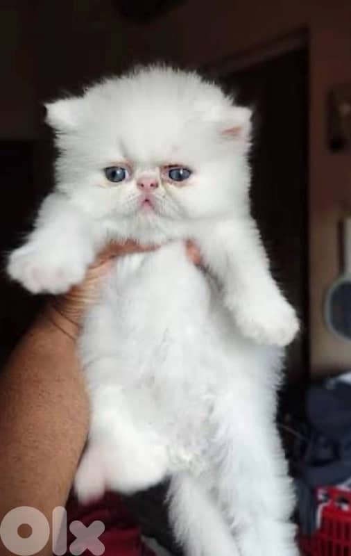 exotic Persian 0