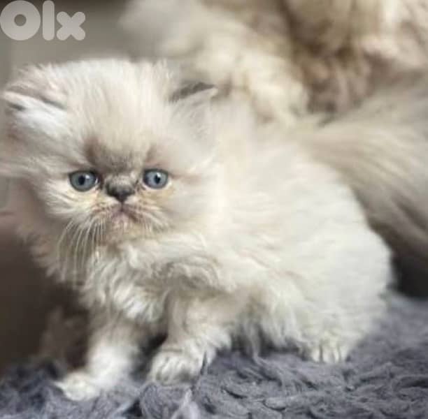 exotic Persian 1