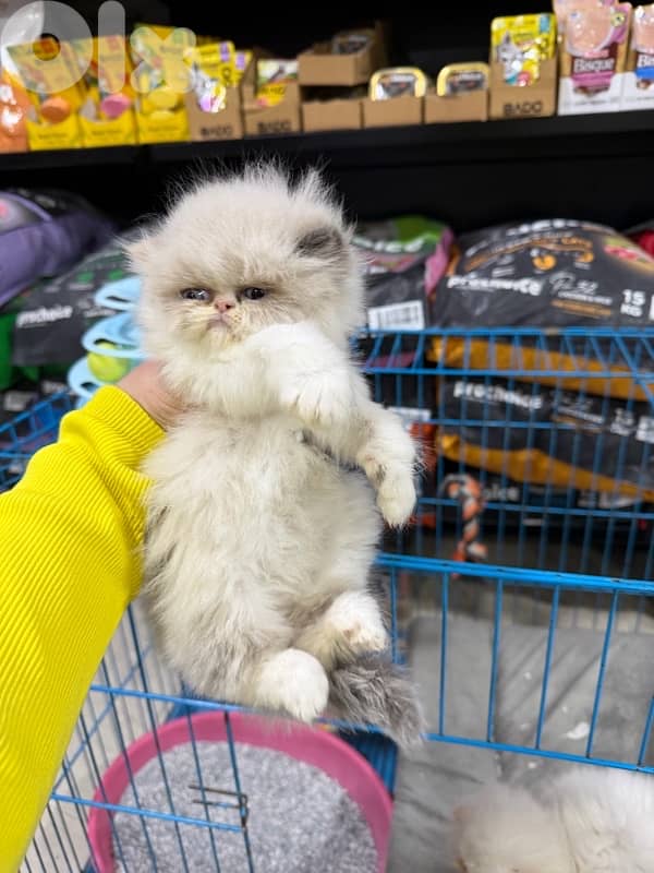 exotic Persian 2