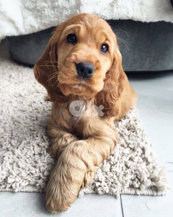 Cocker Spaniel Puppies [dog كلاب] 0