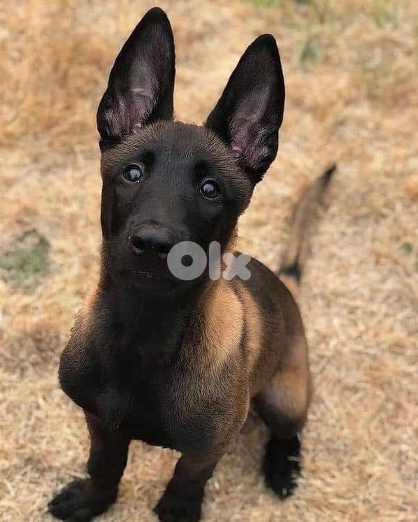 Belgian Malinois Puppies [dog كلاب] 0