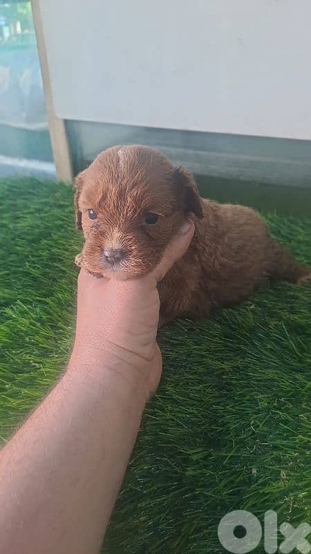 dog maltipoo toy 0