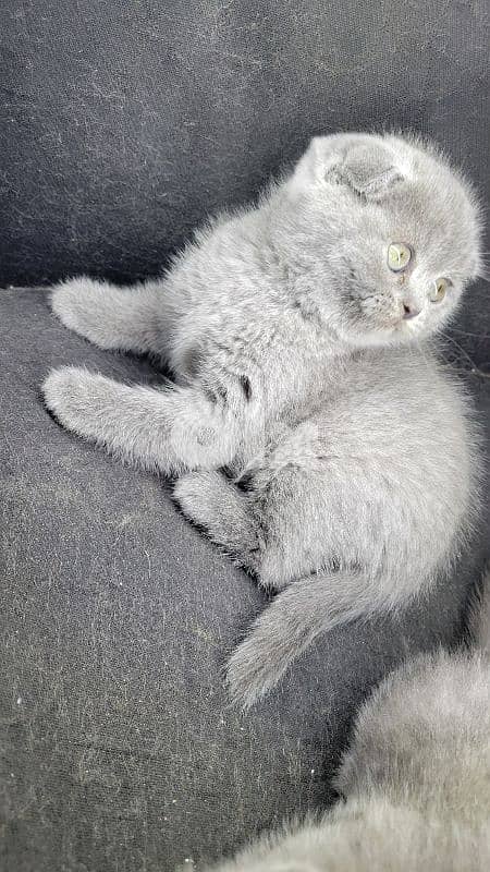 pure Scottish fold kitten HIGH QUALITY 2