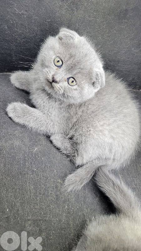 pure Scottish fold kitten HIGH QUALITY 3