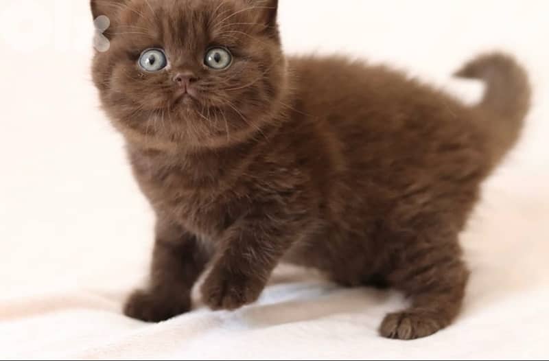 british chocolate  whtsap 70485808 0