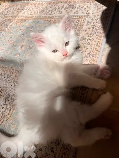 mix kitten persian female & male for mire details call me