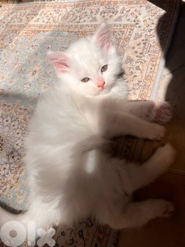 mix kitten persian female & male for mire details call me 0