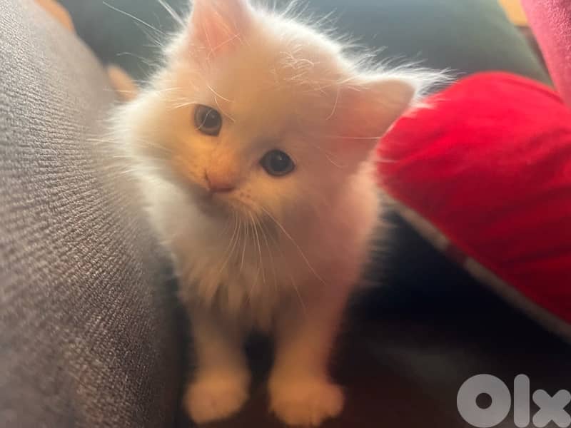 mix kitten persian female & male for mire details call me 1