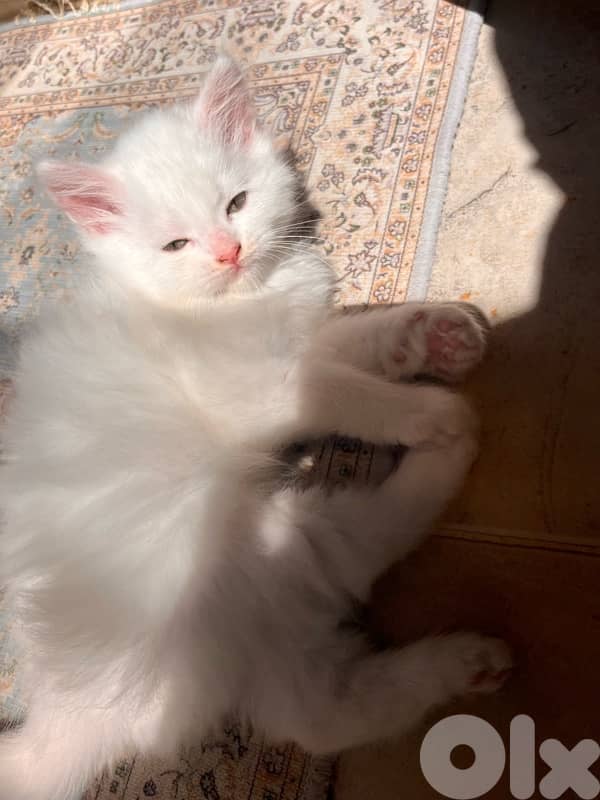 mix kitten persian female & male for mire details call me 2