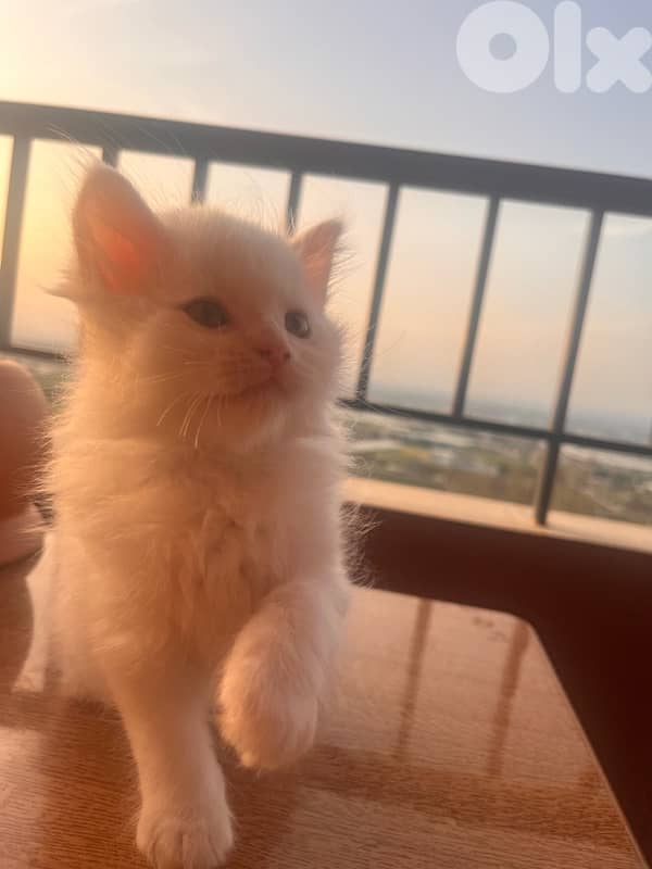 mix kitten persian female & male for mire details call me 3