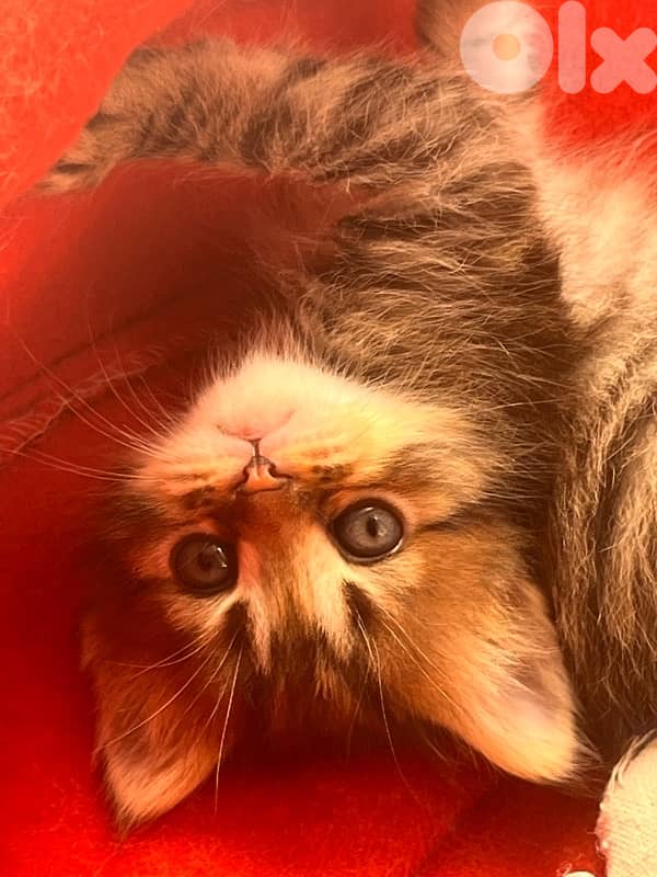 mix kitten persian female & male for mire details call me 7