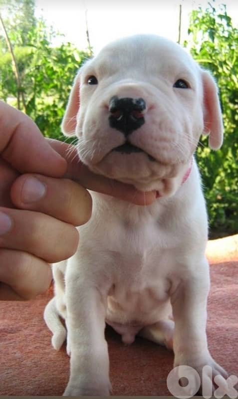 Dogo Argentino Puppies 1