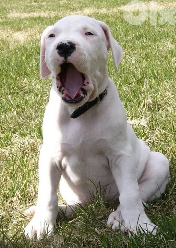 Dogo Argentino Puppies 0