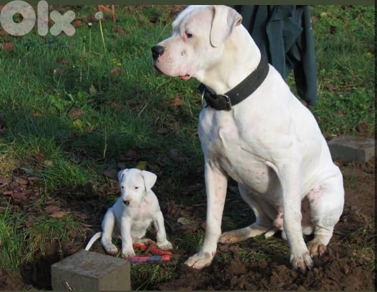 Dogo Argentino Puppies 2