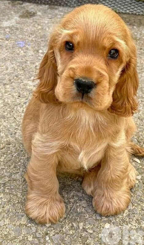 Cocker Spaniel puppy imported available 0