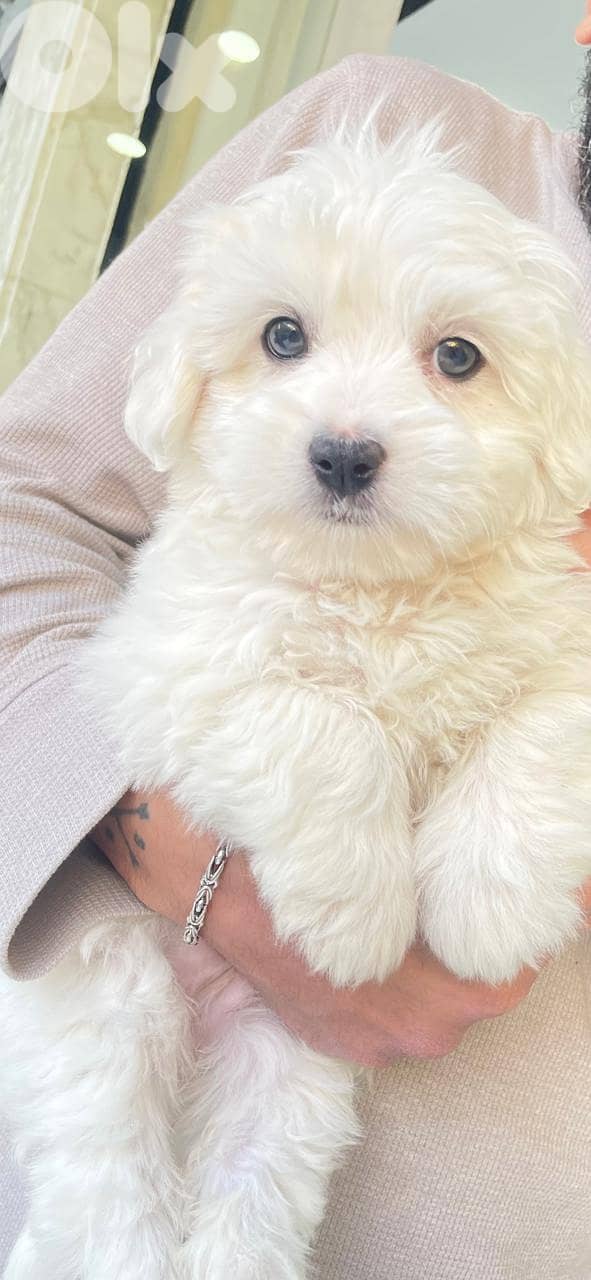 Bichon 2 months vaccinated 0